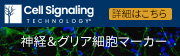 神経&クリア細胞マーカー